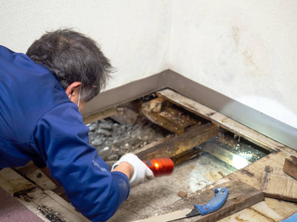 Best Mold Cleaning Services  in Manchester, KY