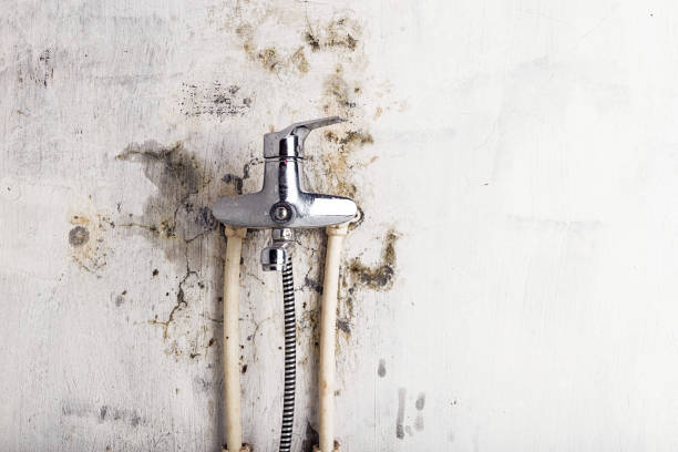 Best Fast Mold Removal  in Manchester, KY