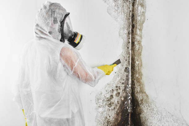 Best Commercial Mold Removal  in Manchester, KY