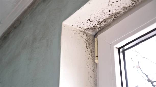 Best Residential Mold Removal  in Manchester, KY