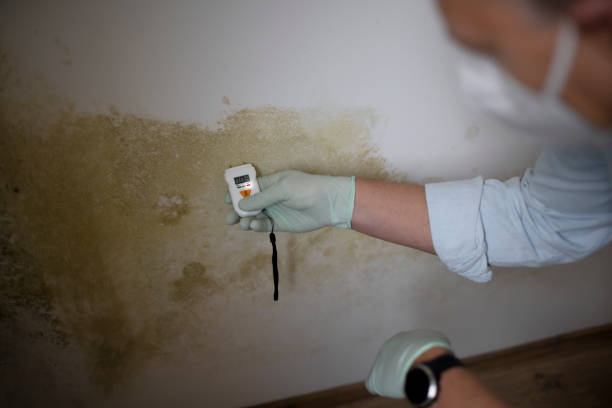 Best Certified Mold Removal  in Manchester, KY