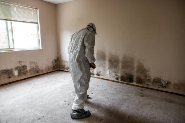 Best Mold Remediation  in Manchester, KY