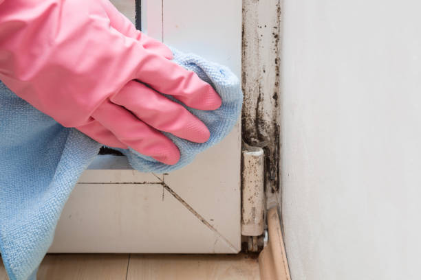 Best Best Mold Removal Companies  in Manchester, KY